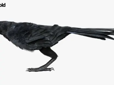  Crow Fur Anatomy 3D 
