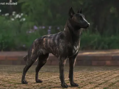  Dog Dutch Shepherd Fur 