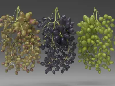 Grape 3D model