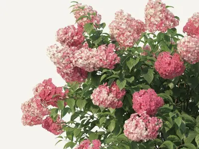 Hydrangea Paniculata Nr2 - Red Diamond- 4 Sizes 3D model