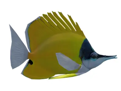 Forceps Fish 3D Model