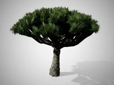 Dracaena Tree Low-poly 3D model