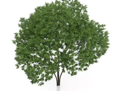 Elderberry Tree Sambucus nigra 3D model