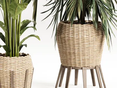 Indoor plant set with plant tree rattan wooden vase 3D model