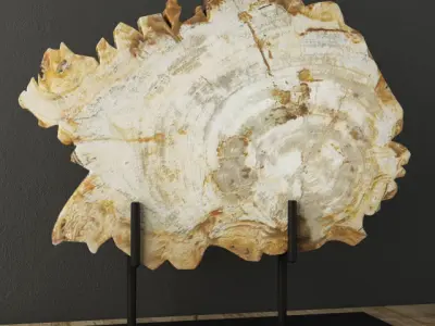 Petrified Wood Slices on Stand collection 3D Model Pack