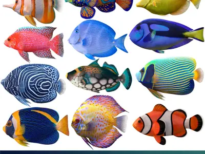  corals and coral fishes collection 