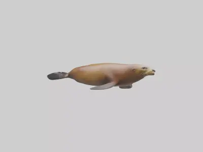 California Sea Lion swimming model Low-poly 3D model