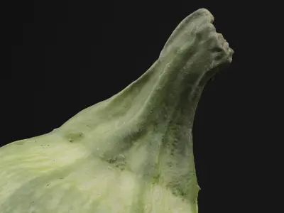 Tinda Round Melon 3D model