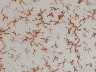 White Rusty Peeling Paint PBR Seamless Texture