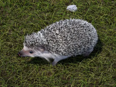  White Hedgehog Fur for Maya 