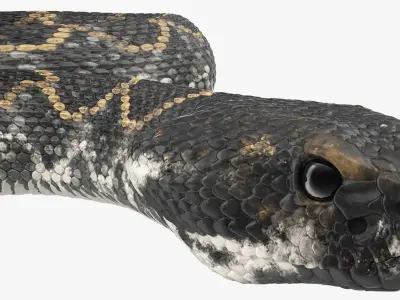  Snakes Rigged for Maya Collection 