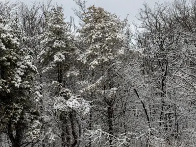 Panorama of a forest with snow-covered trees - 30k 3D model