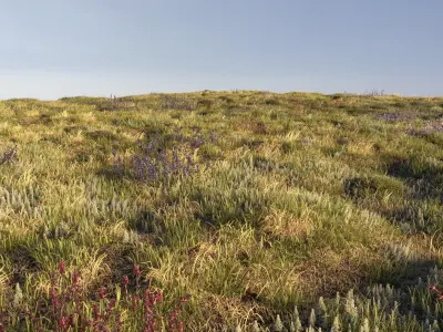 Field grass and corona scatter 3D model