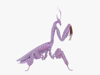  Praying Mantis 