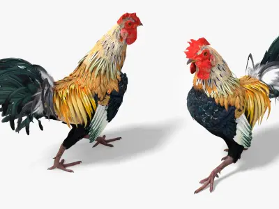  Domestic Rooster Walking Animated Rigged For Blender 