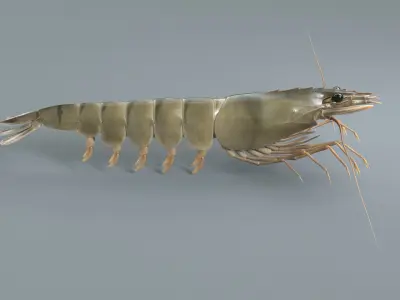  Prawn 