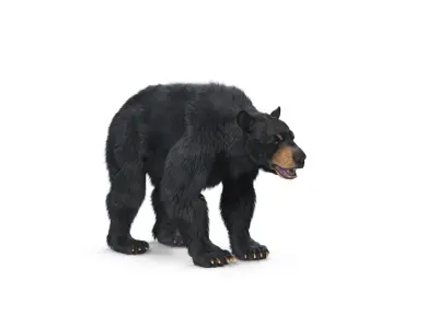 Black Bear Textured w Fur 