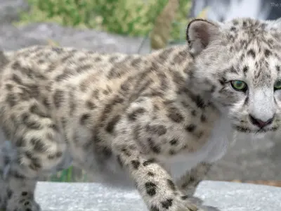  Snow Leopard Cub in Walking Pose Fur for Maya 
