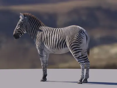  Zebra RIGGED 