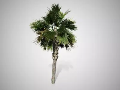 Palmetto Tree Low-poly 3D model