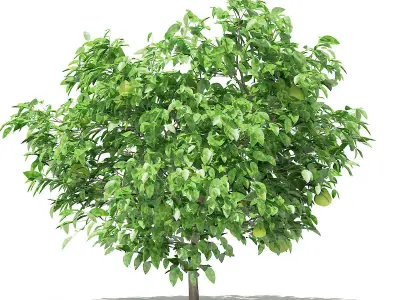 Pomelo Tree with Fruits 3D model
