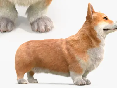  Pembroke Welsh Corgi Dog Fur for Maya 