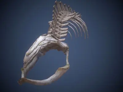 Whale skeleton Low-poly 3D model