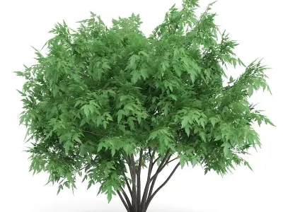 Amur Maple Acer ginnala 3D model