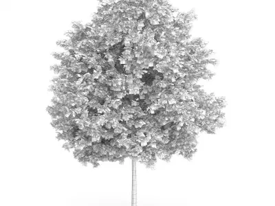 Maidenhair Tree Ginkgo biloba 3D model