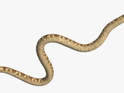  Light Rattlesnake Crawls Animated Rigged for Maya 
