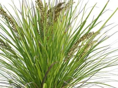 Lomandra Longifolia Nyalla - Mat Rush 3D model