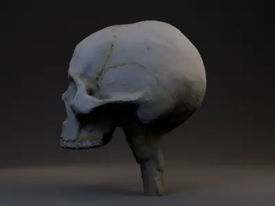 Photogrammetry Realistic Skull 8k 3D model
