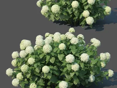 Hydrangea arborescens Nr1 - Annabelle V2  3D model