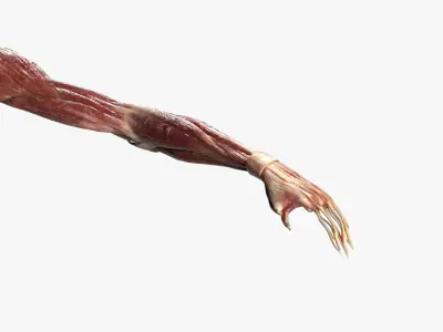  Female Muscular Anatomy (Rigged) 