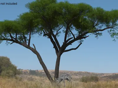  Acacia Shade and Zebra Foal Fur 