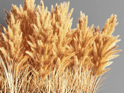 Indoor Plant Set 55  pampas 3D model