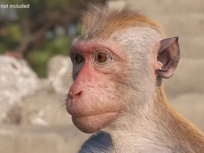  Wild Rhesus Monkey Light Brown Fur Rigged 