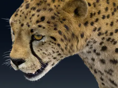  Cheetah Animated Fur 