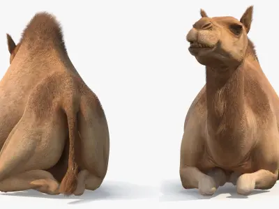  Resting Camel with Fur 