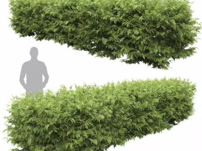 Thuja occidentalis hedge 01 3D model