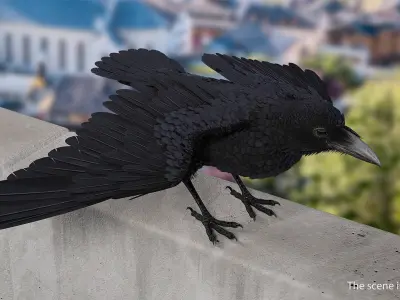  Raven Animated Takeoff Rigged 