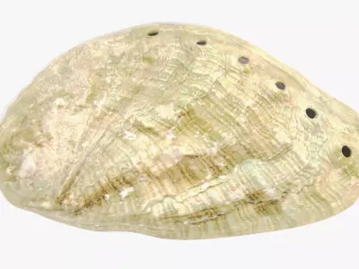 Shell V6 - Realistic Haliotis Tuberculata Seashell 3D model