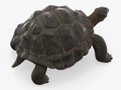  Turtle Chelonoidis Niger Walking Animated Rigged for Cinema 4D 
