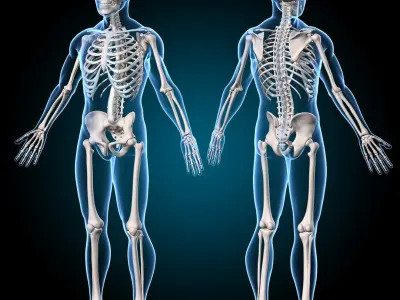  Ultimate Human Anatomy 