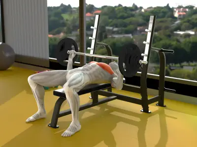  Anatomy Male Muscular System Bench Press 