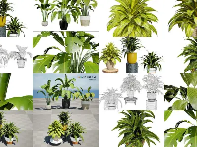 Houseplants 3d Assets Collection 3D Model Pack