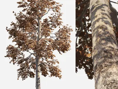 Acer Tree 01 3D model