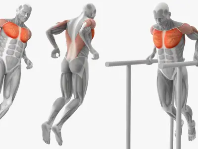  Anatomy Male Muscular System Chest Dip 