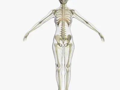 Male Central Nervous System With Skeleton 3DSmax 3D model