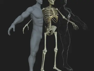 Male Female Skeleton with Skin Texture Collection 3D model